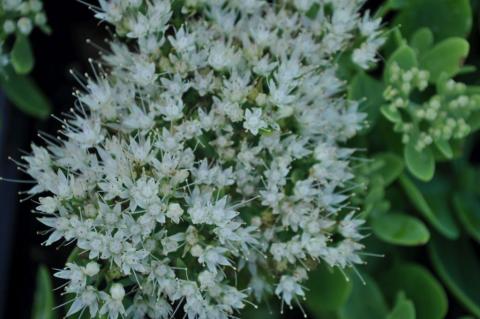 Sedum spectabile 'Stardust'