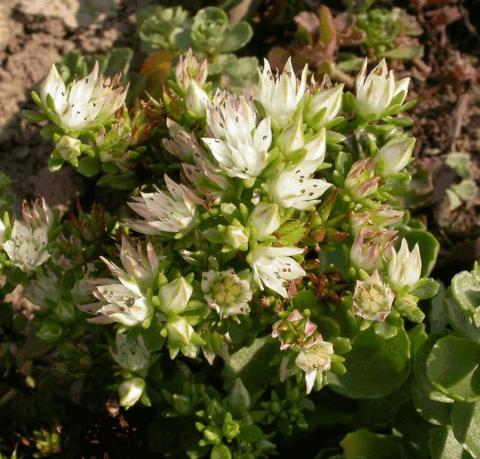 Sedum spurium 'Album Superbum'