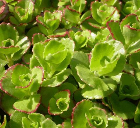 Sedum spurium 'Coccineum'