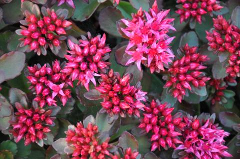 Sedum spurium 'Fuldaglut'