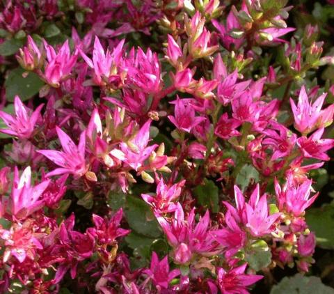 Sedum spurium 'Purpurteppich'