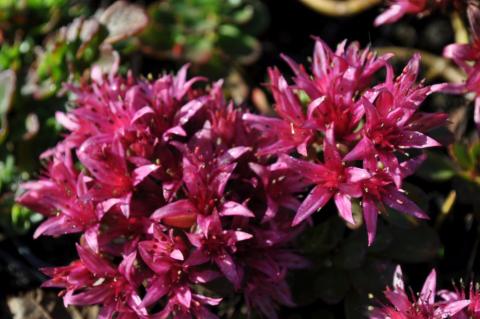 Sedum spurium 'Schorbuser Blut'