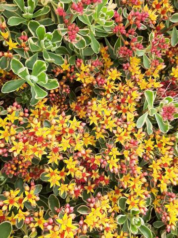 Sedum spurium 'Variegatum'