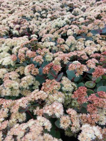 Sedum telephium ssp. ruprechtii 'Hab Grey'