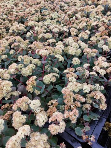 Sedum telephium ssp. ruprechtii