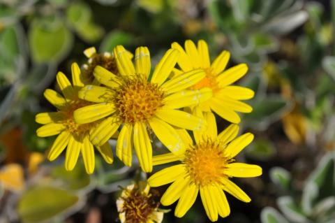 Senecio greyi zie Brachyglottis