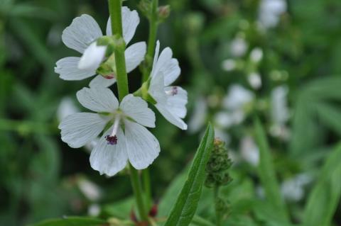 Sidalcea candida