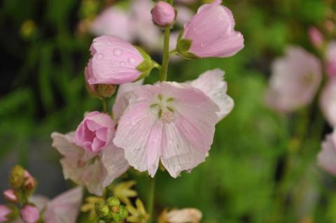 Sidalcea hybride 'Little Princess'