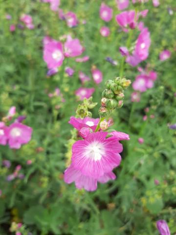 Sidalcea hybride 'Partygirl'