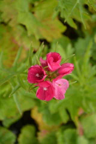 Sidalcea oregano 'Brillant'