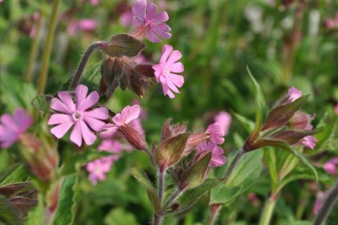 Silene dioica