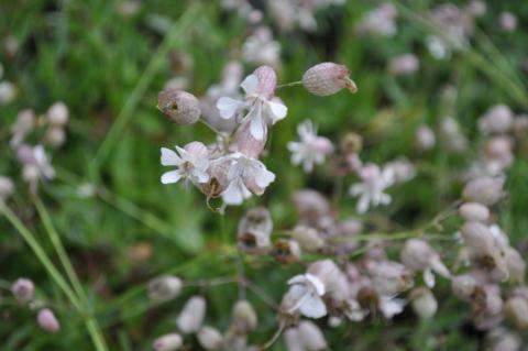 Silene vulgaris