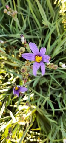 Sisirynchium angustifolium
