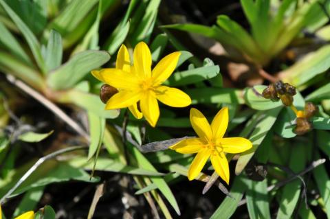 Sisyrinchium californicum