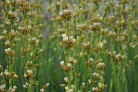 Sisyrinchium striatum