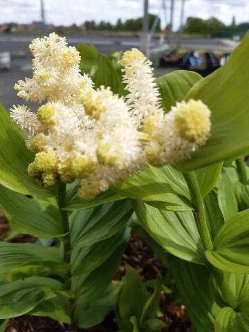 Smilacina racemosa