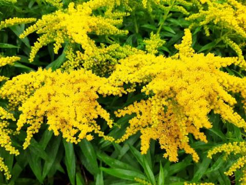 Solidago hybride 'Golden Dwarf'