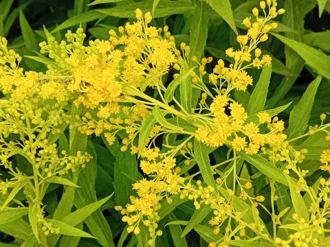 Solidago hybride 'Goldenmosa'