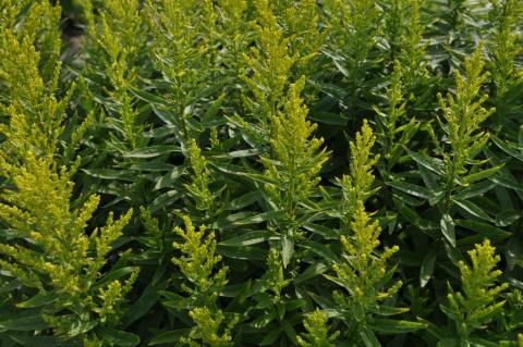 Solidago virgaurea 'Praecox'