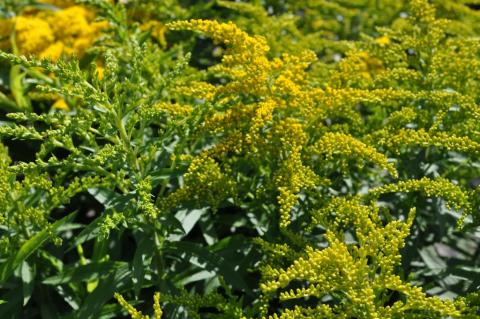 Solidago hybride 'Strahlenkrone'