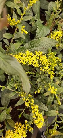 Solidago rugosa 'Fireworks'