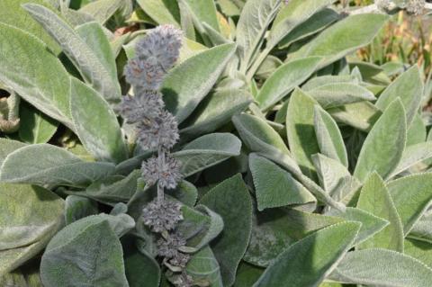 Stachys byzantina 'Cotton Ball'