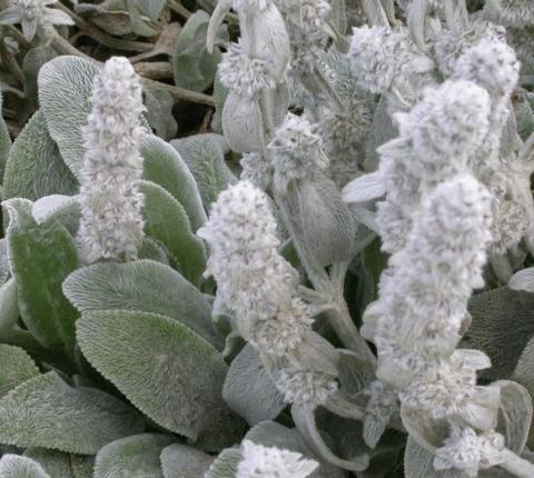 Stachys byzantina 'Silver Carpet'