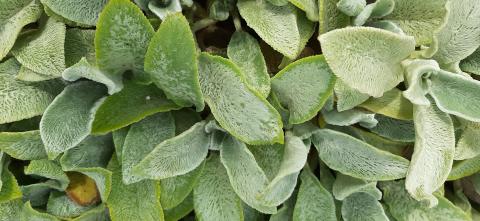 Stachys byzantina 'Tiny Ears'