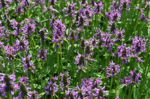 Stachys monnieri 'Hummelo'