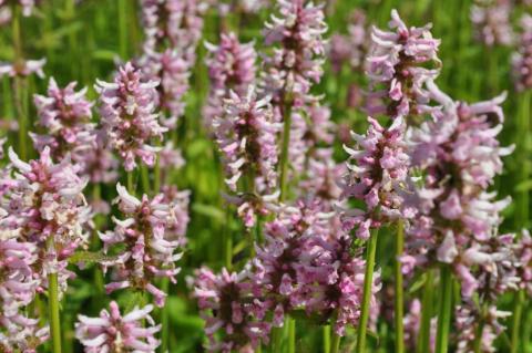 Stachys officinalis 'Rosea'