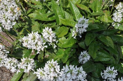 Stachys officinalis 'Alba'