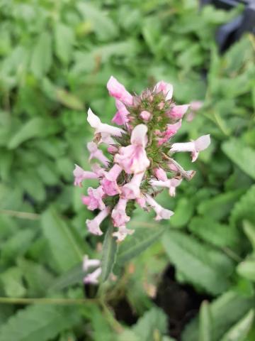 Stachys officinalis 'Pink Cotton Candy'