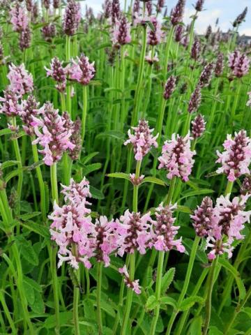 Stachys officinalis 'Pinky'