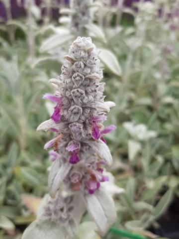 Stachys byzantina