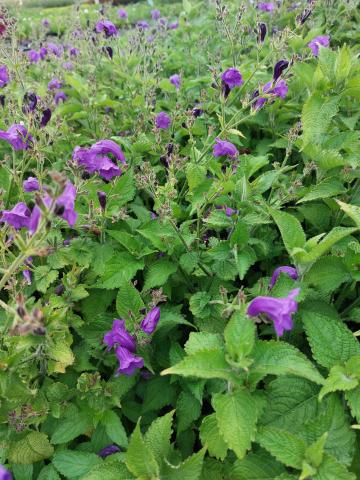 Strobilanthes atropurpureus