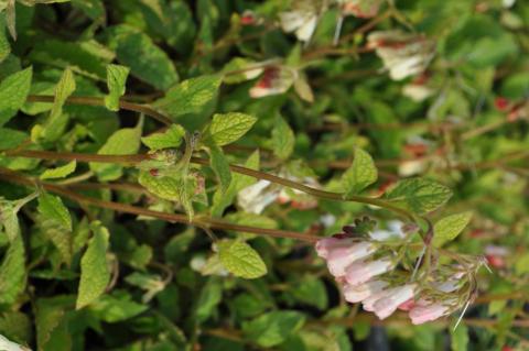 Symphytum grandiflorum