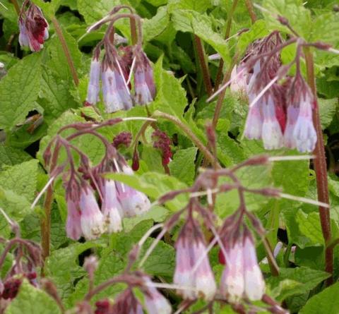 Symphytum grandiflorum 'Hidcote Blue'