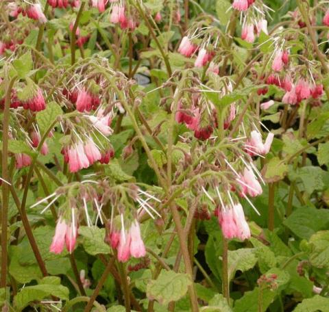 Symphytum grandiflorum 'Hidcote Pink'