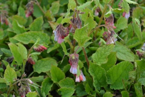 Symphytum grandiflorum 'Wisley Blue'