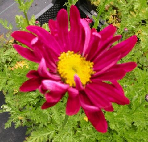 Tanacetum coccineum 'Duro'