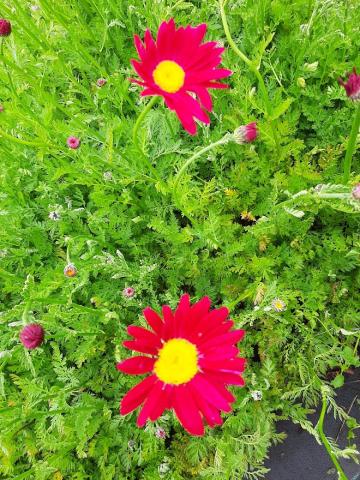 Tanacetum coccineum 'Robinson's Red'