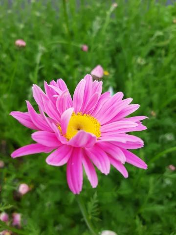 Tanacetum coccineum 'Robinson's Rose'