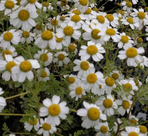 Tanacetum niveum 'Jackpot'