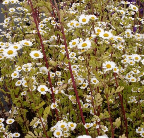 Tanacetum parthenium