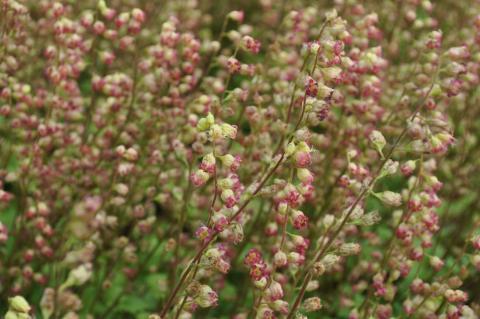 Tellima grandiflora 'Rubra'