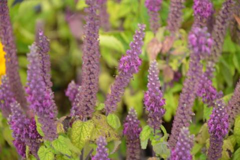 Teucrium hyrcanicum