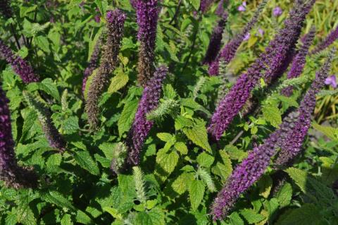 Teucrium hyrcanicum 'Paradise Delight'