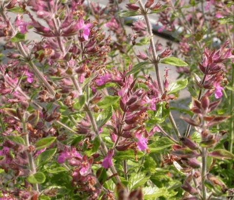 Teucrium lucidrys