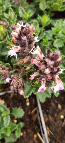 Teucrium lucidrys 'Pain de Sucre'