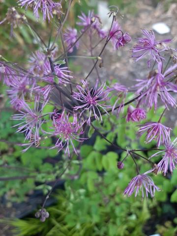 Thalictrum aquilegifolium 'Black Stockings' ®